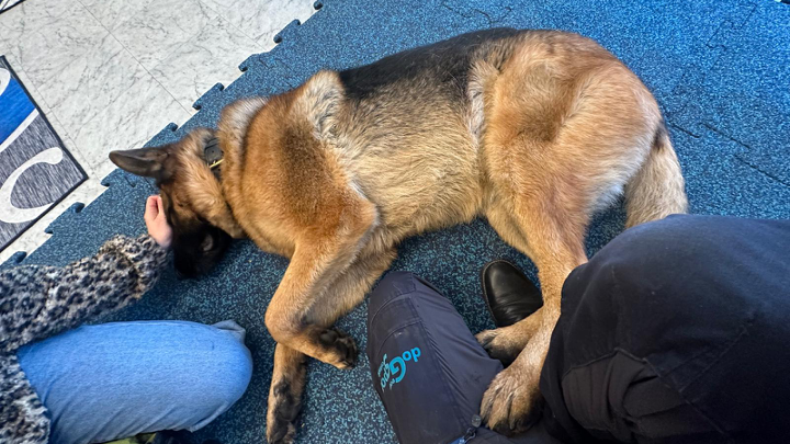 Schäferhund liegt entspannt zwischen zwei Menschen auf einer weichen Matte im Trainingsraum