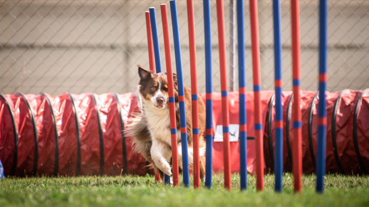 Hund läuft konzentriert durch einen Slalom im Agility-Parcours mit Tunnel im Hintergrund