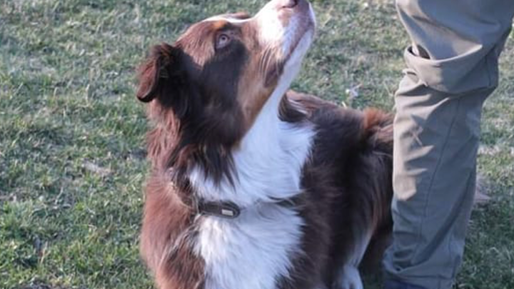 Hundeführer gibt Startsignal, während der Hund bereit für die Stöbersuche auf der Wiese liegt