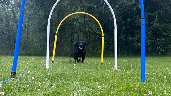 Zu sehen ist ein Hund im Hoopers Training.