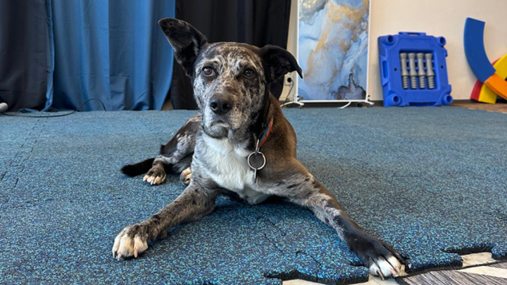 Älterer Hund liegt aufmerksam auf rutschfester Trainingsmatte im Indoorbereich