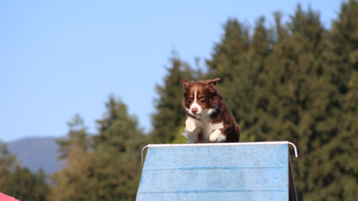 Hund steht konzentriert auf der Spitze einer Agility-A-Wand vor bewaldetem Hintergrund