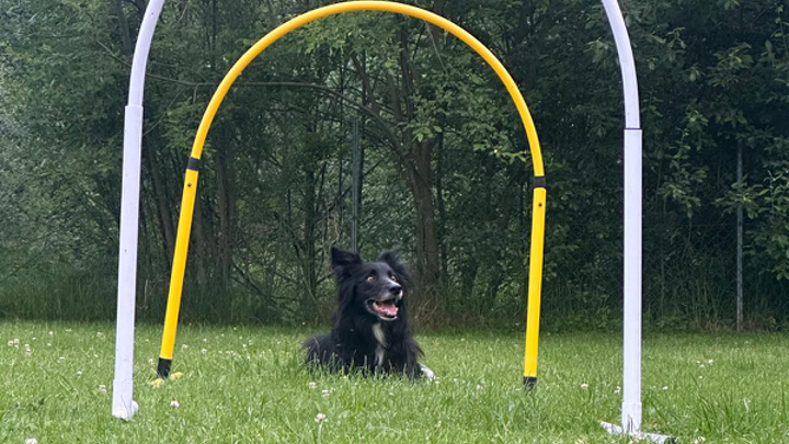 Zu sehen ist ein Hund im Hoopers Training.