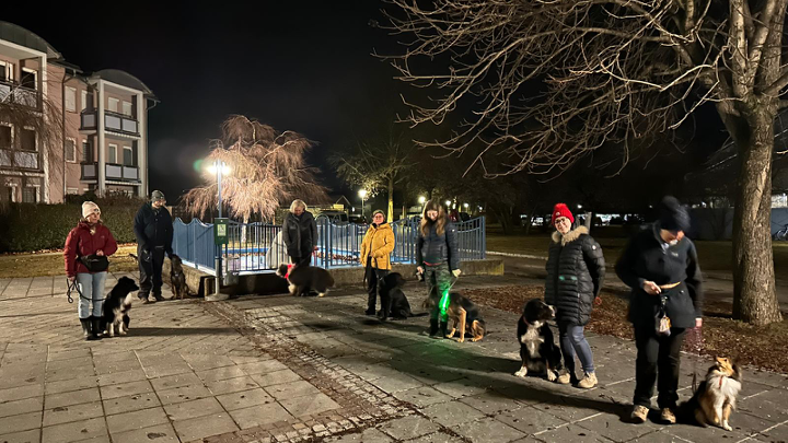 Gruppe von Hundebesitzer:innen mit Hunden bei nächtlichem Training im Stadtpark.