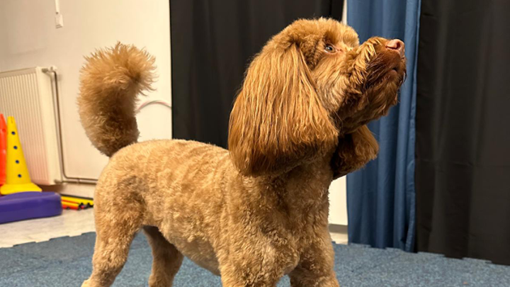 Pudelähnlicher Hund steht aufmerksam im Trainingsraum und blickt fokussiert nach oben