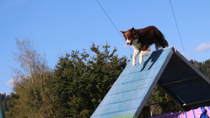 Hund steht konzentriert auf der Spitze einer Agility-A-Wand vor bewaldetem Hintergrund