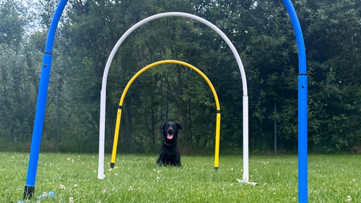 Zu sehen ist ein Hund im Hoopers Training.