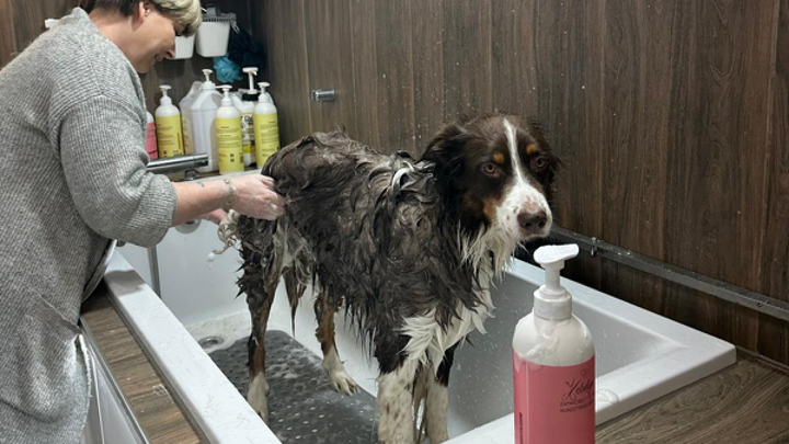 Hund wird in Badewanne von Pflegerin gewaschen und eingeseift.