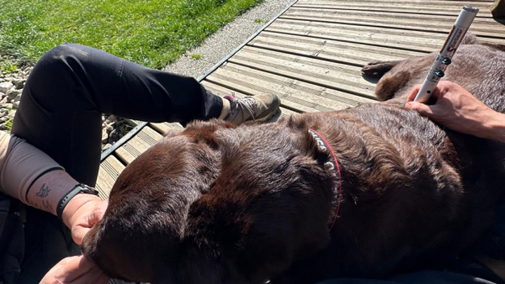 Hund liegt entspannt in der Sonne auf Terrasse, Person führt manuelle Behandlung mit Therapiegerät durch
