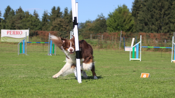 Hund läuft dynamisch durch Slalomstangen auf einem Agility-Platz bei Sonnenschein