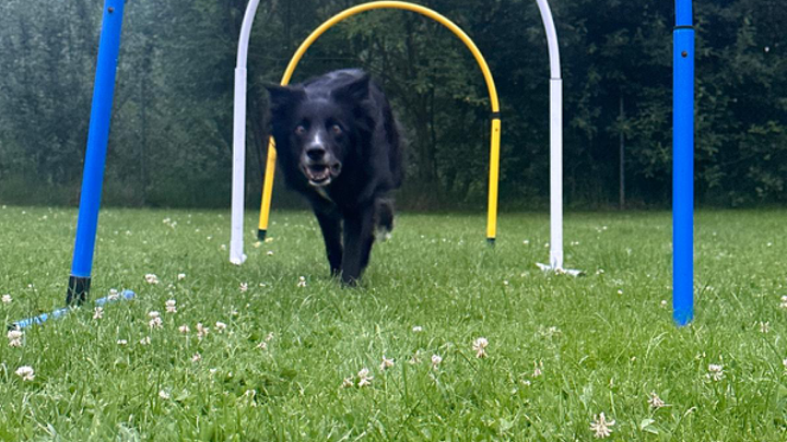 Zu sehen ist ein Hund im Hoopers Training.