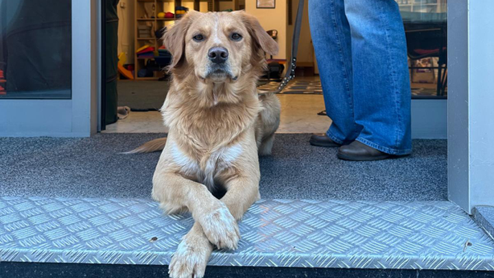 Goldenfarbener Hund liegt mit überkreuzten Pfoten am Eingang eines Gebäudes.