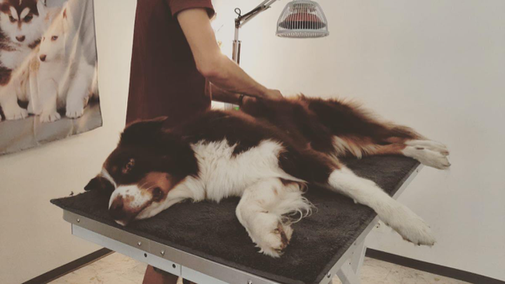 Hund liegt entspannt auf einem Tisch, während er massiert wird.