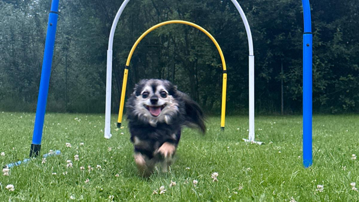Zu sehen ist ein Hund im Hoopers Training.