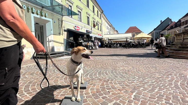 Hund steht auf Podesten auf einem sonnigen Stadtplatz, neben einer Person an der Leine.